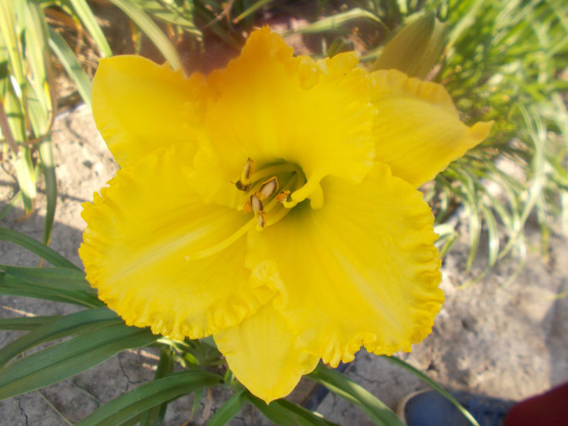 T-grd-r2,16 -winter romance - HEMEROCALLISI DISPONIBILI-2023
