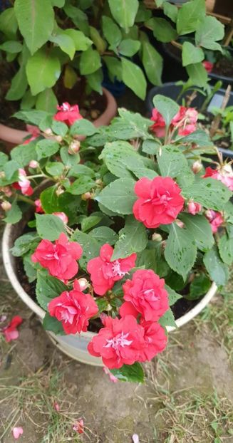received_1238351386705616 - 0 Gradina 2022