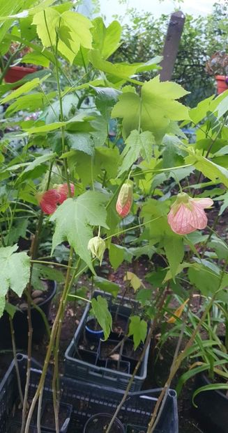 received_582882986736842 - 0 Gradina 2022