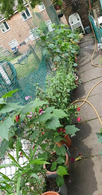 received_376990167906808 - 0 Gradina 2022