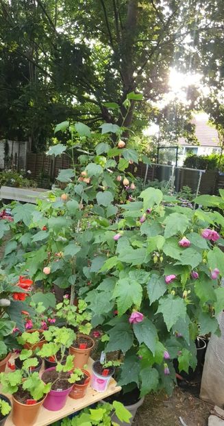 received_431271388921924 - 0 Gradina 2022