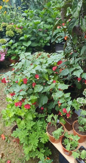 received_804833970673627 - 0 Gradina 2022