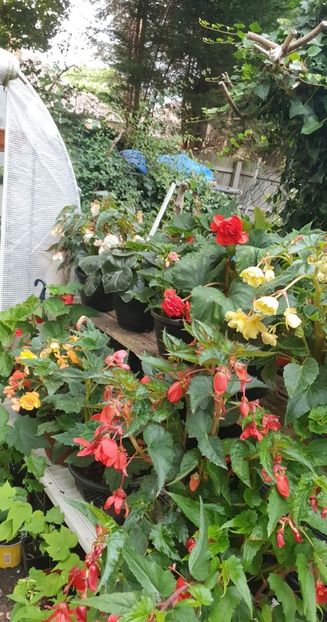 received_456277069685776 - - Begonii 2022