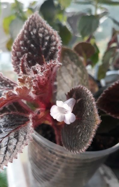  - 0001 2022 - Naomi eucodonia