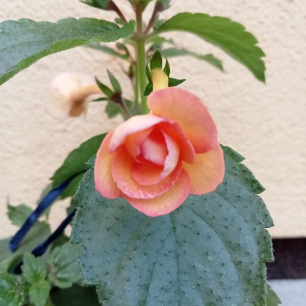 2022 - Peach Orchard