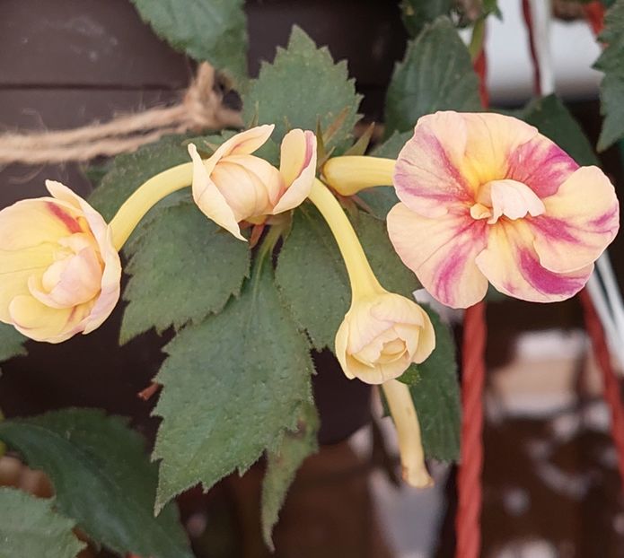 - RFs TROPICANA 2