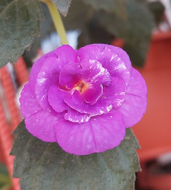  - PURPLE MYSTERY