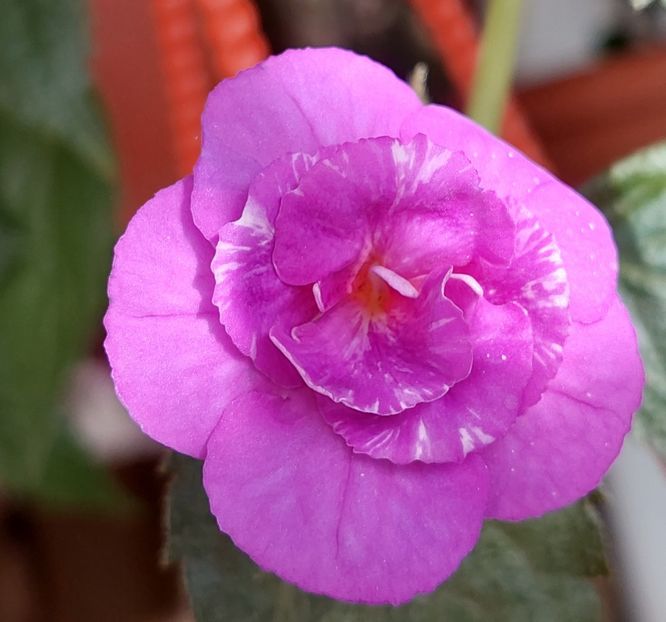  - PURPLE MYSTERY