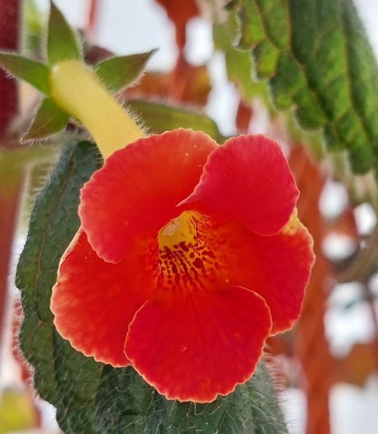 BRID'S MALAU - AAA RIZOMI ACHIMENES DISPONIBILI -2023