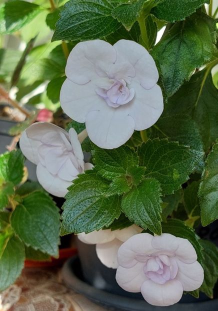  - Double Picotte Rose