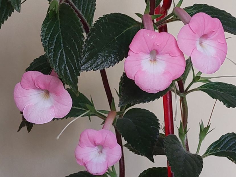 BRID'S DORNROSCHEN - AAA RIZOMI ACHIMENES DISPONIBILI -2023