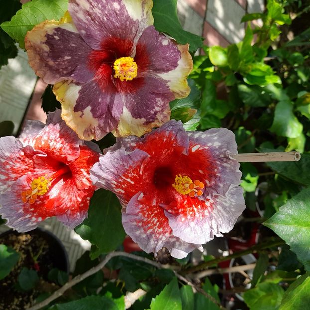  - Chis Garden Roses of Palms