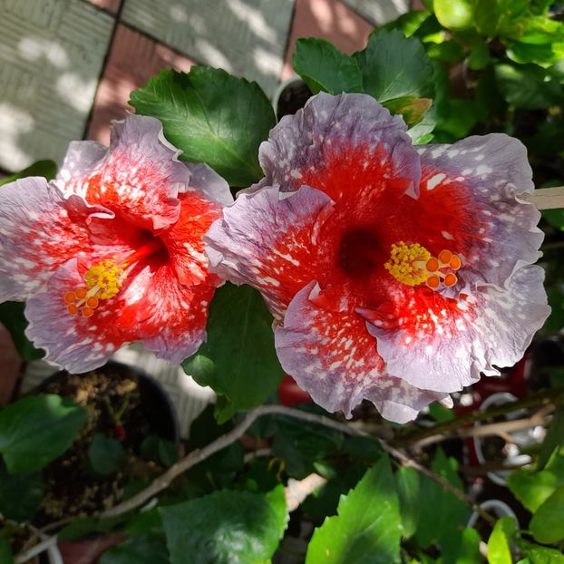  - Chis Garden Roses of Palms