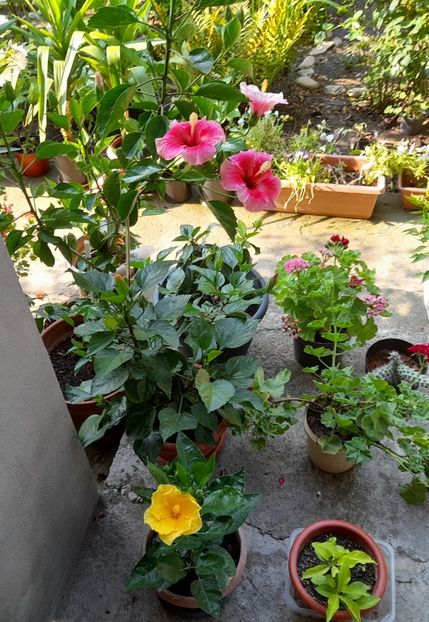  - 111 Bucurii pentru suflet 2022