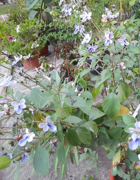  - 111 Bucurii pentru suflet 2022