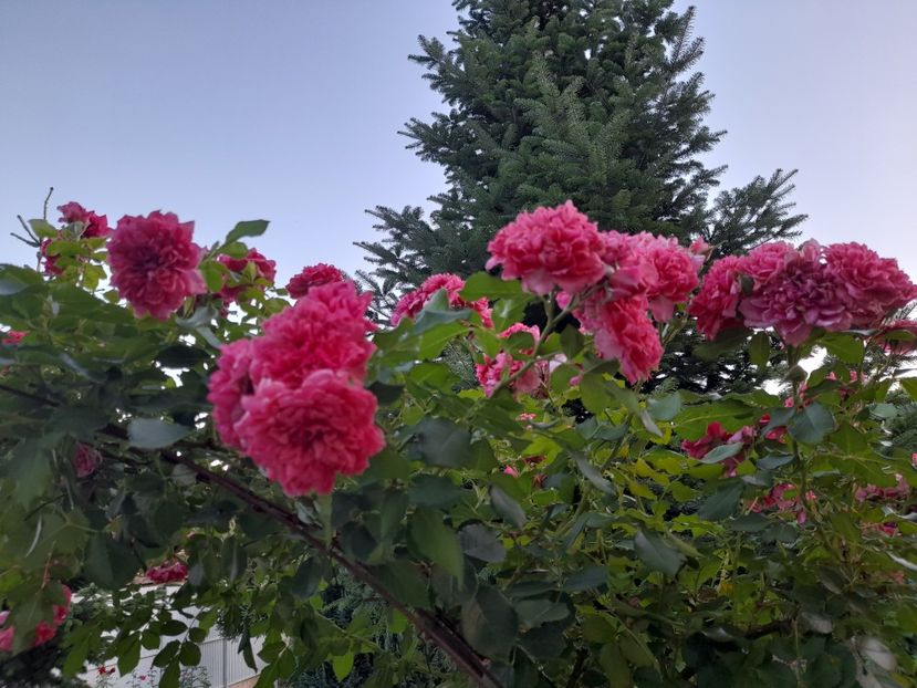  - 111 Bucurii pentru suflet 2022