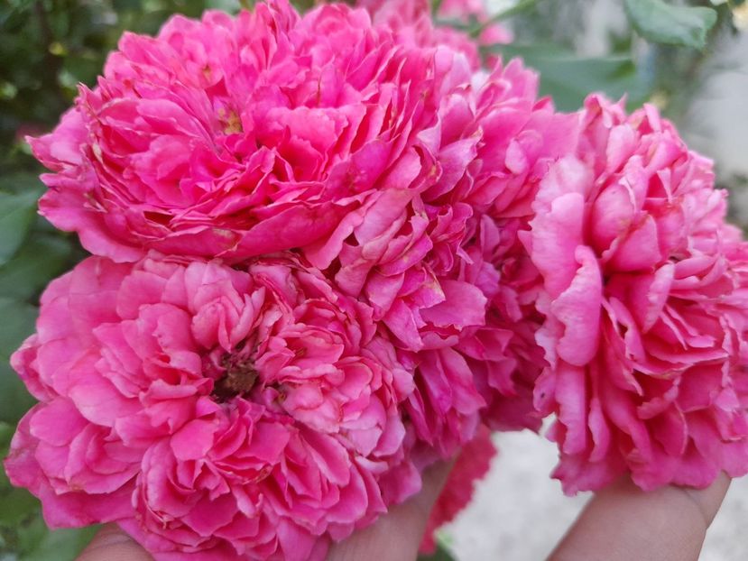  - 111 Bucurii pentru suflet 2022