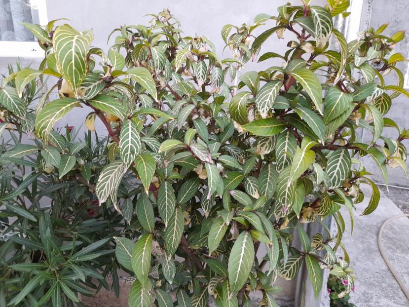  - 111 Bucurii pentru suflet 2022