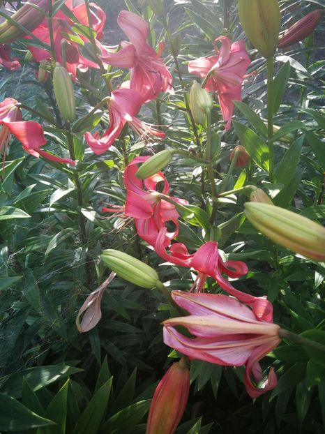  - Flori de grădină-2022