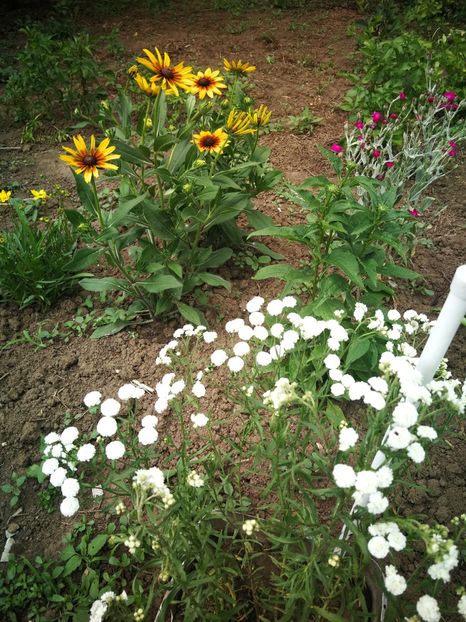  - Flori de grădină-2022