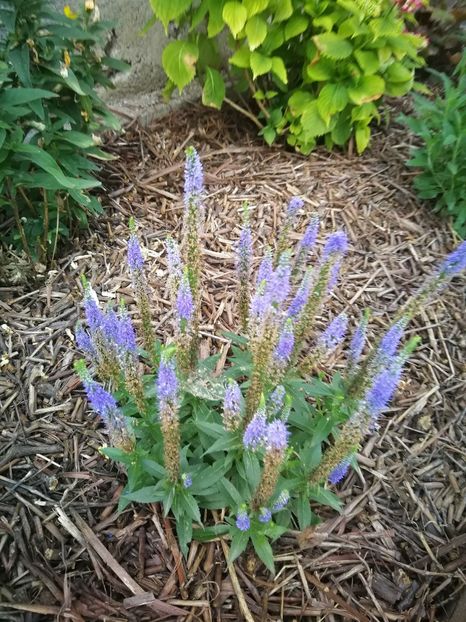  - Flori de grădină-2022