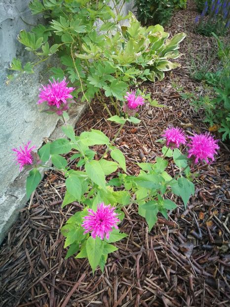  - Flori de grădină-2022