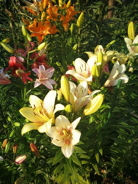  - Flori de grădină-2022