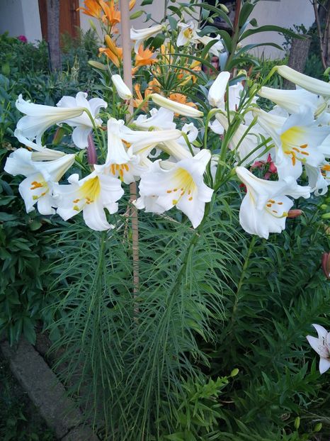  - Flori de grădină-2022