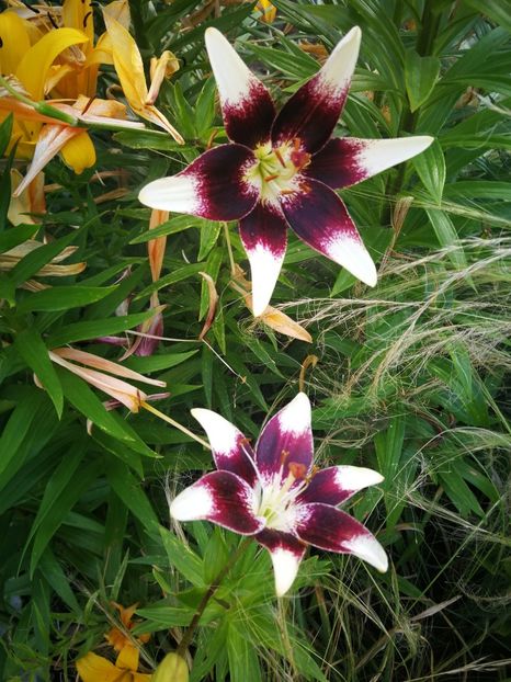  - Flori de grădină-2022