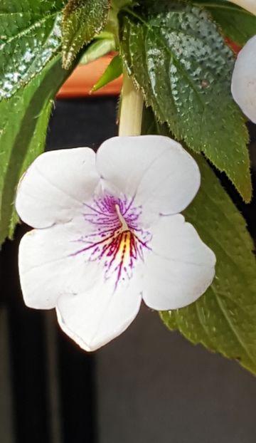 Charity - Achimenes 2022
