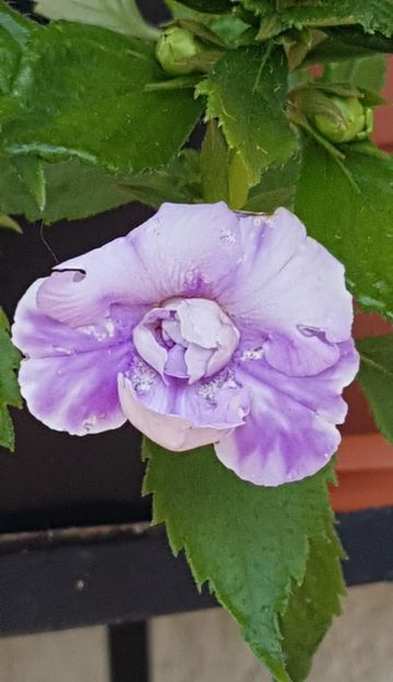 Made in Heaven - Achimenes 2022