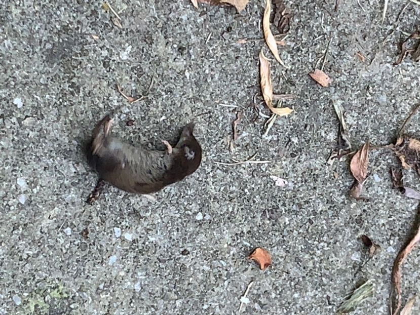 DCA800DE-1D6C-4185-9320-3D6891B0A25F - 15 Iulie 2022