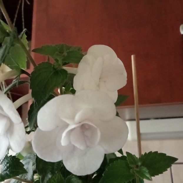  - Double Picotee Rose