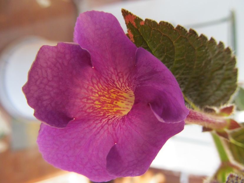 BriD's Asta - ACHIMENES 2022