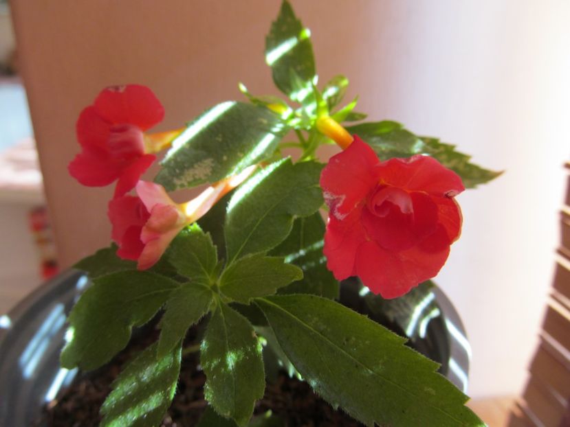 AnYa's Coral Necklace - ACHIMENES 2022