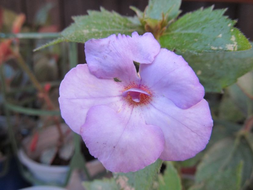 Blue Tentatione - ACHIMENES 2022