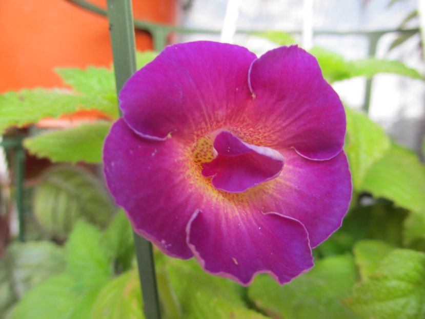 Aurika's Purple haze - ACHIMENES 2022
