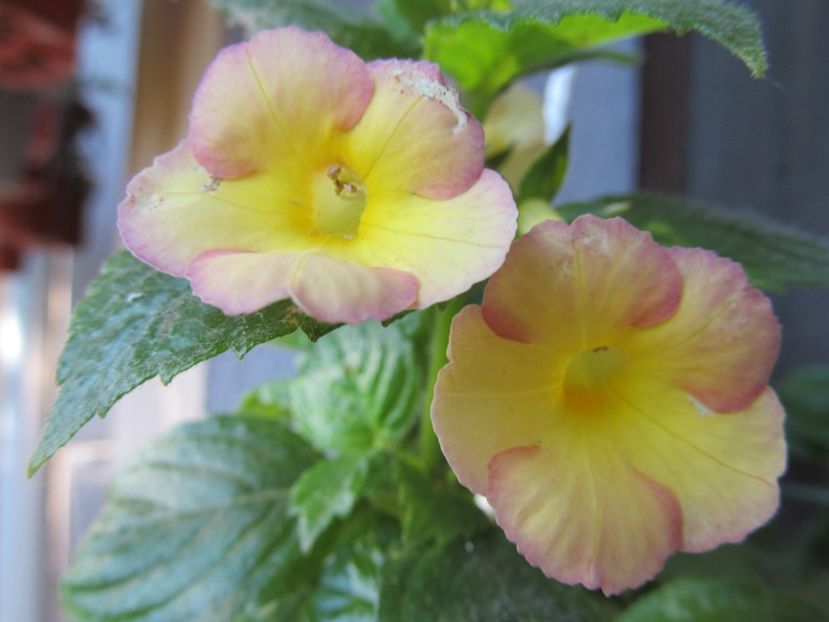 Honey Queen - ACHIMENES 2022