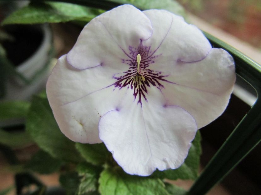 AnYas Snow Flake - ACHIMENES 2022