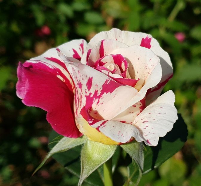 Vanille Fraise (urcator) 60 lei - Toamna 2025