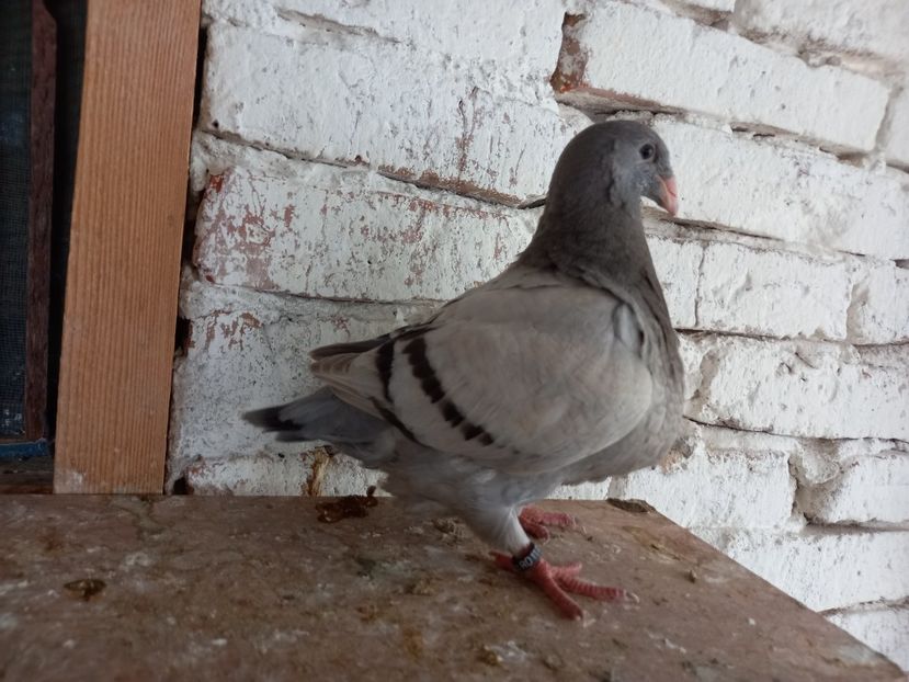 Pui perechea 8 vîndut - AMERICAN GIANT HOMER VÂNDUȚI