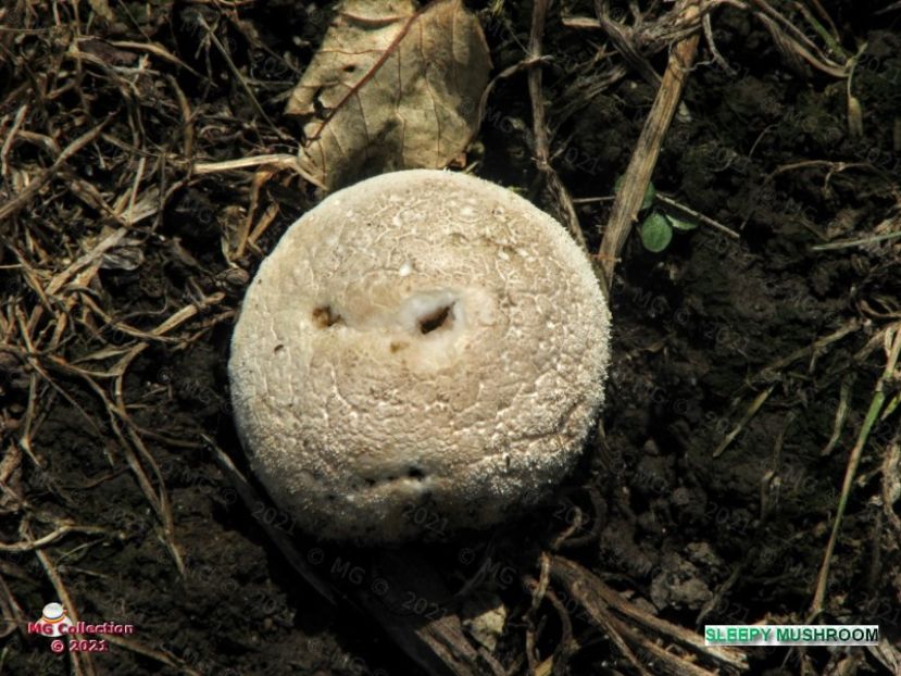 Ciuperca somnoroasa - Sleepy mushroom - CIUPERCI - MUSHROOMS
