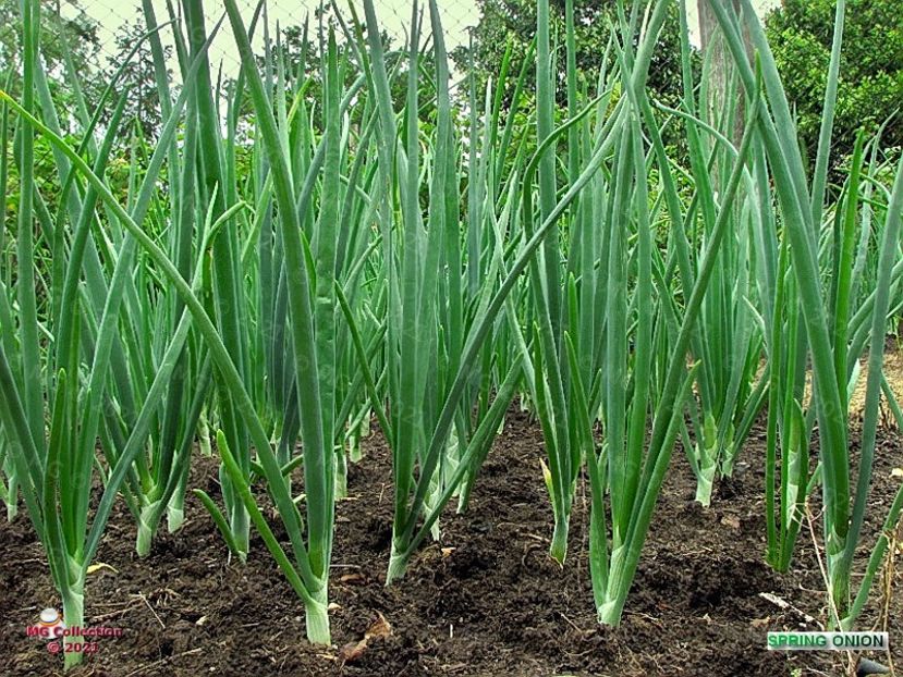 Spring Onion - GRADINARIT-GARDENING