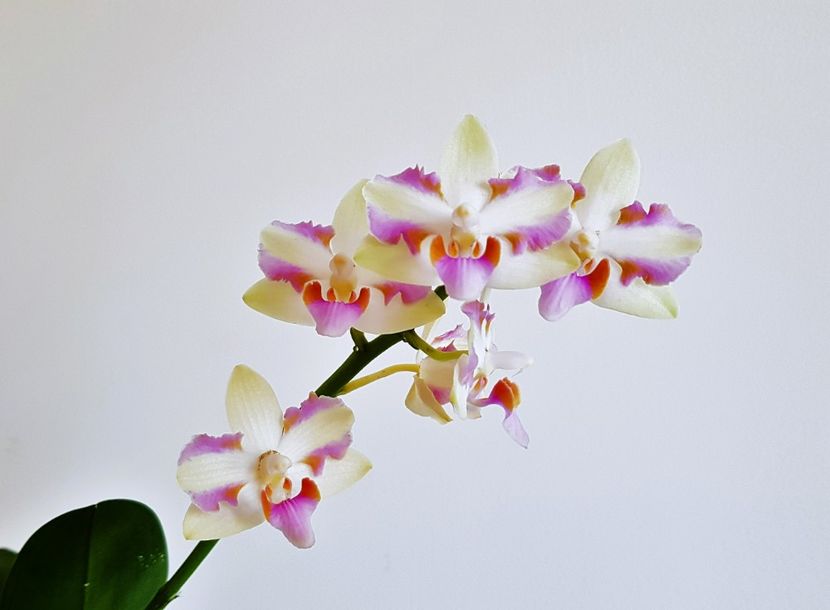  - Phalaenopsis 2