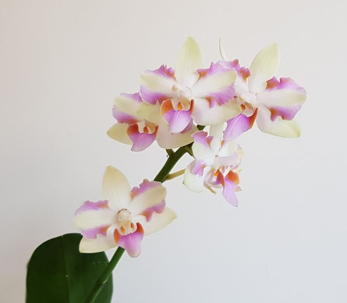  - Phalaenopsis 2