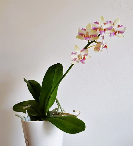  - Phalaenopsis 2