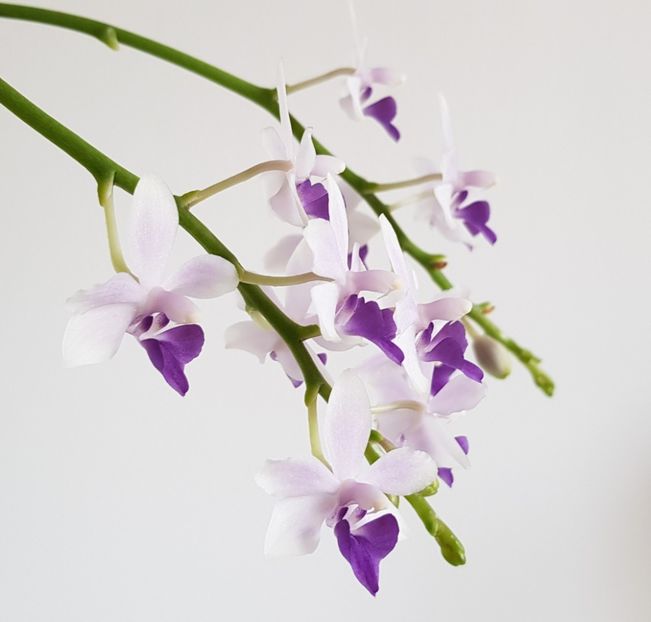  - Phalaenopsis 2