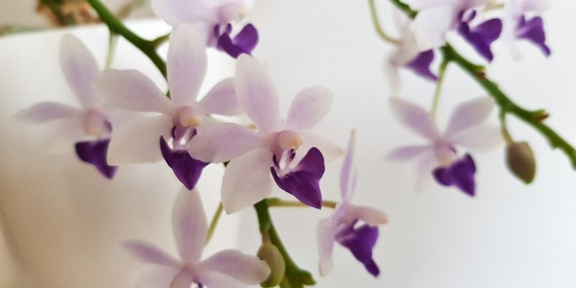  - Phalaenopsis 2