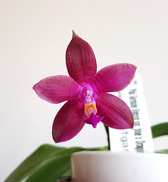  - Phalaenopsis 2