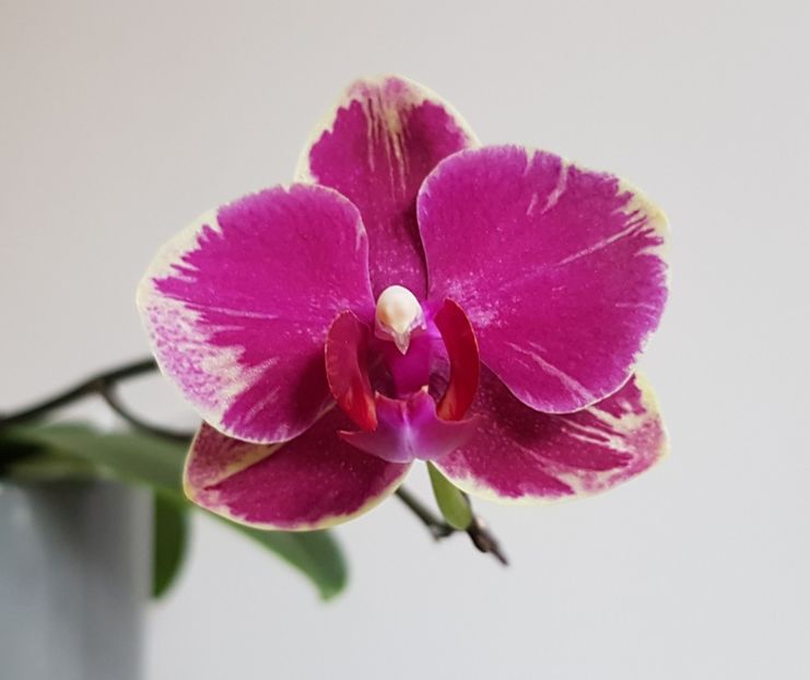  - Phalaenopsis 2